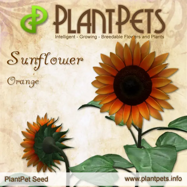 Poster for Sunflower *Orange*