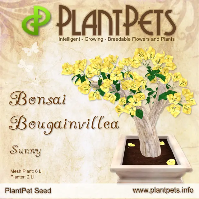 Poster for Bonsai Bougainvillea *Sunny*