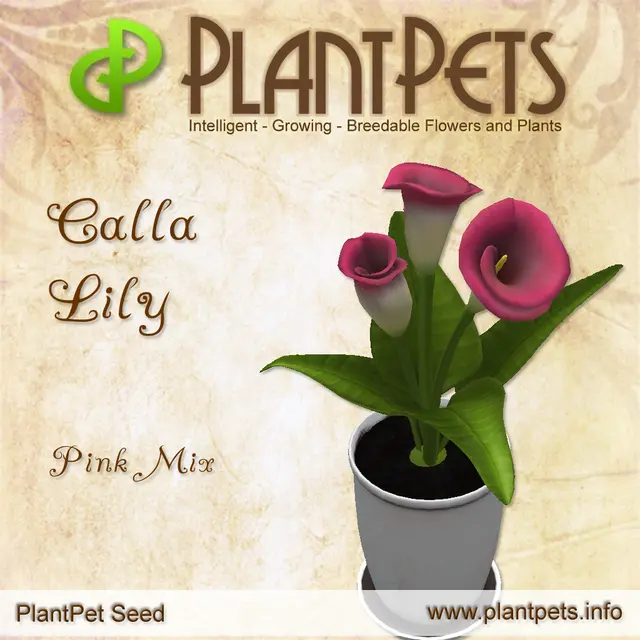 Poster for Calla Lily *Pink Mix*