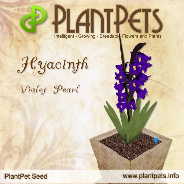 Poster for Hyacinth *Violet Pearl*