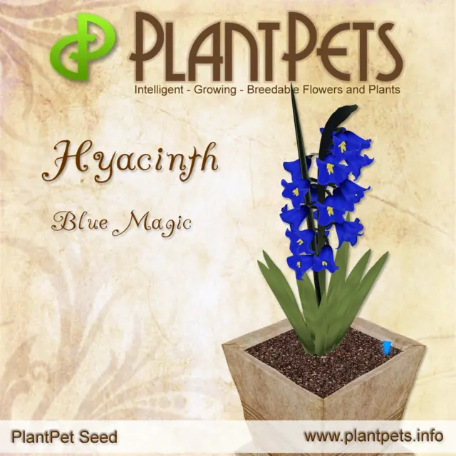 Poster for Hyacinth *Blue Magic*