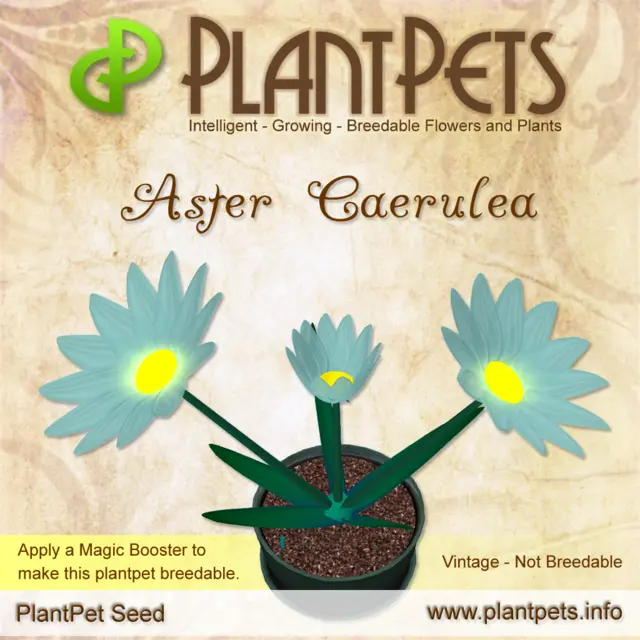 Poster for Aster *Caerulea*