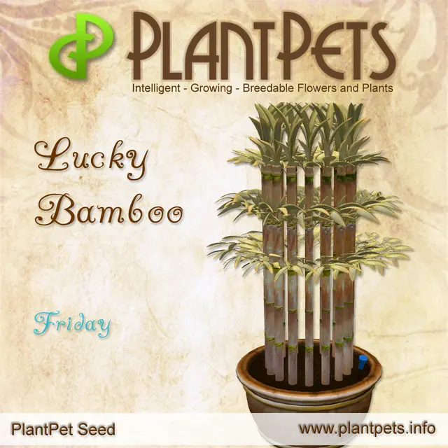 Poster for Lucky Bamboo *Friday*