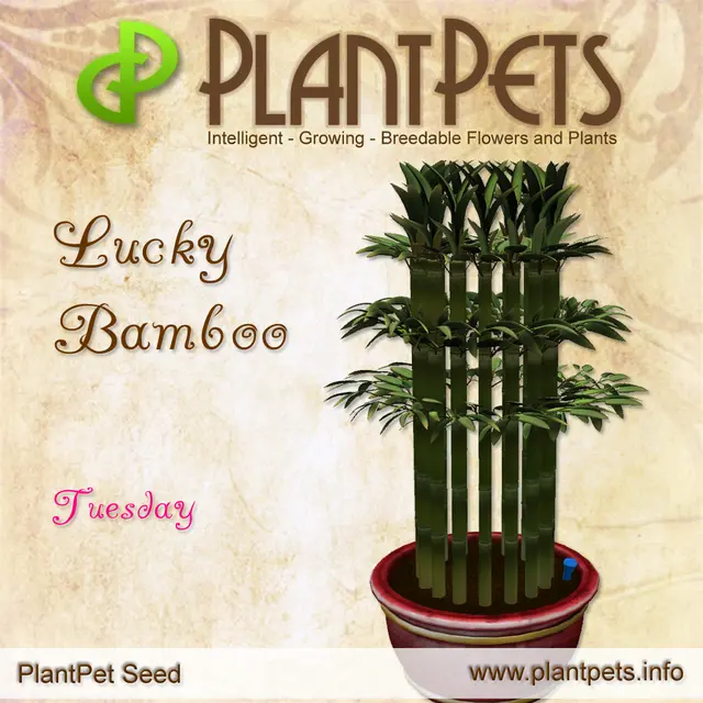 Poster for Lucky Bamboo *Tuesday*