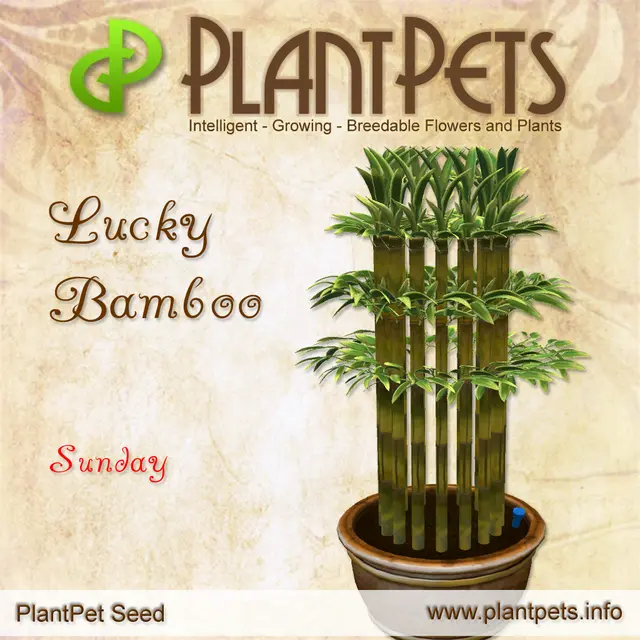 Poster for Lucky Bamboo *Sunday*