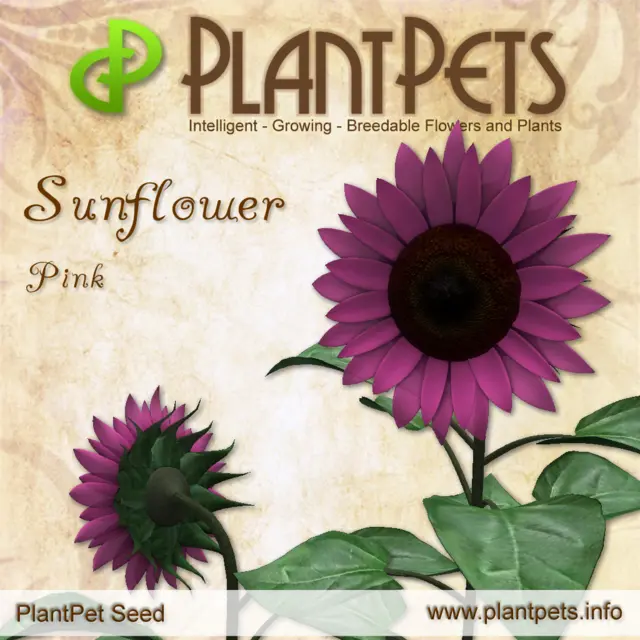 Poster for Sunflower *Pink*