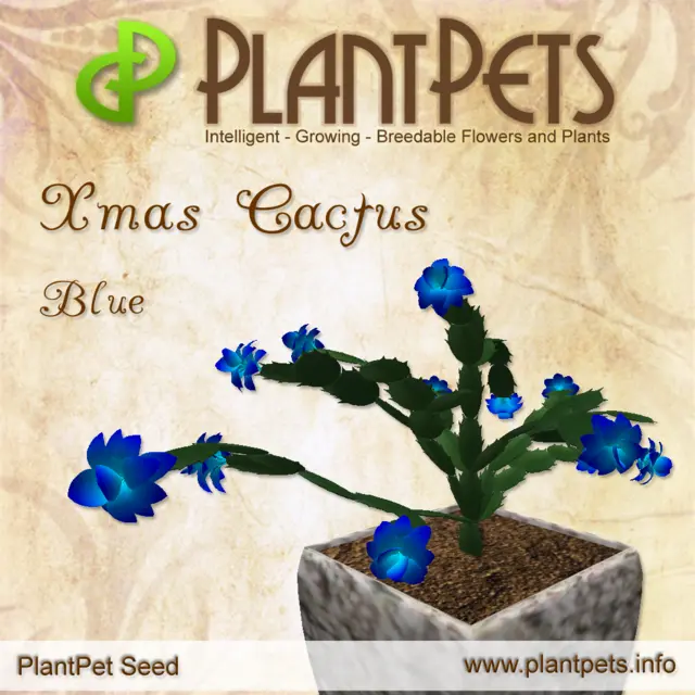 Poster for Xmas Cactus *Blue*