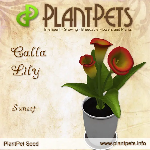 Poster for Calla Lily *Sunset*