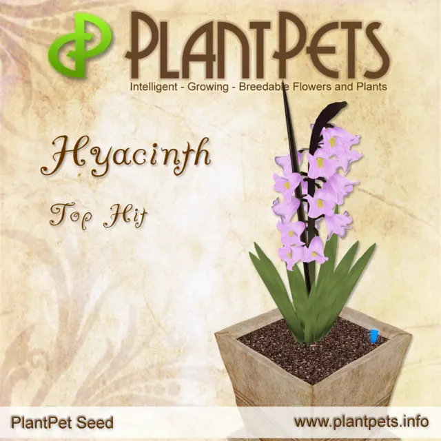 Poster for Hyacinth *Top Hit*