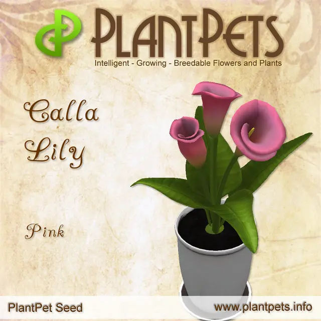 Poster for Calla Lily *Pink*